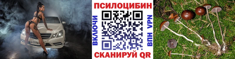 купить наркотики сайты Николаевск Галлюциногенные грибы Psilocybe